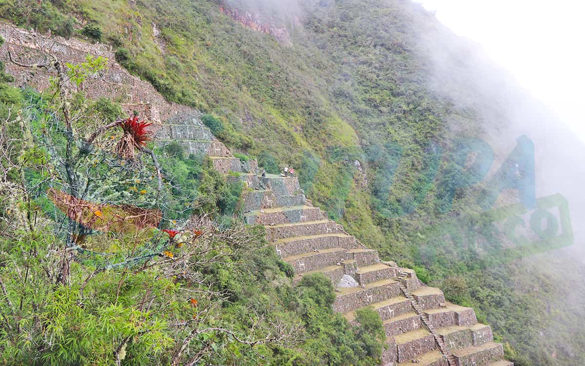 Llamitas-de-Choquequirao Llamitas-de-Choquequirao